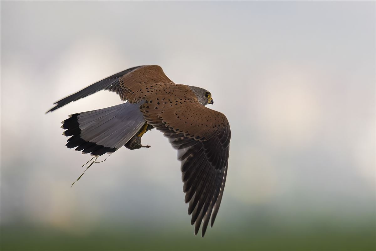 Common Kestrel