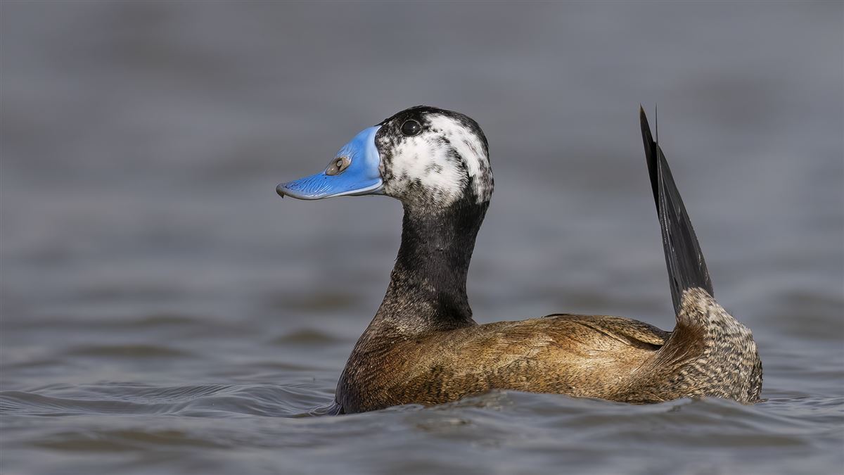 White-headed Duck