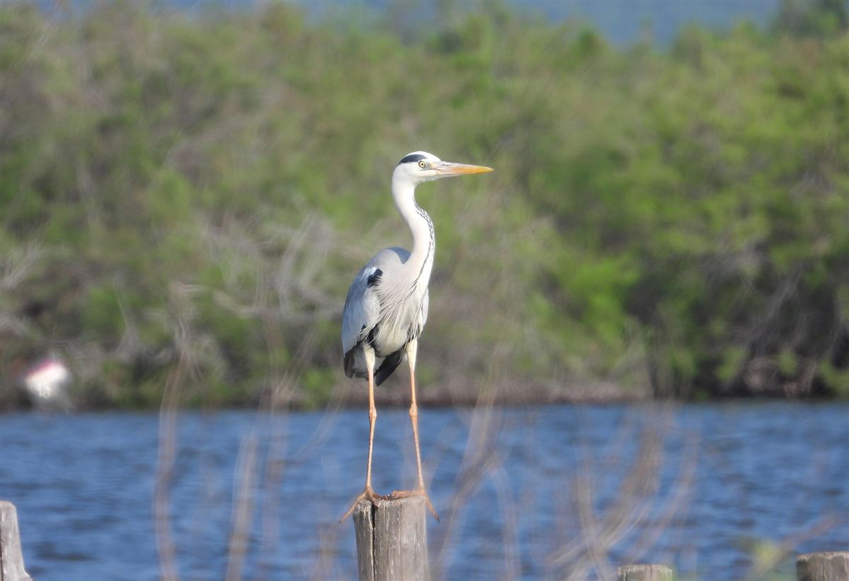Grey Heron