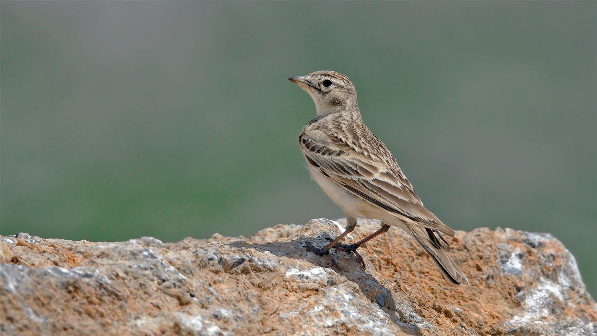 Greater Short-toed Lark
