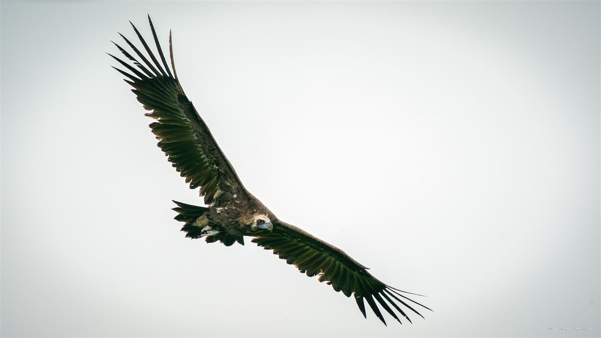 Cinereous Vulture