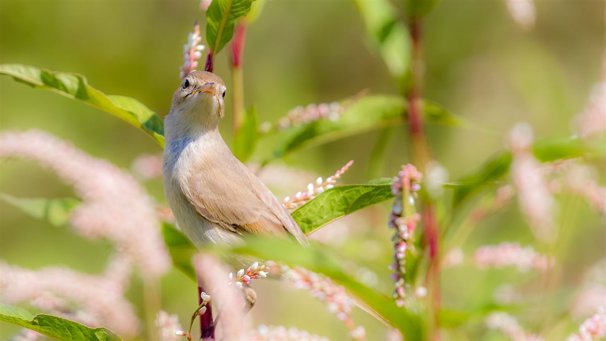 Booted Warbler