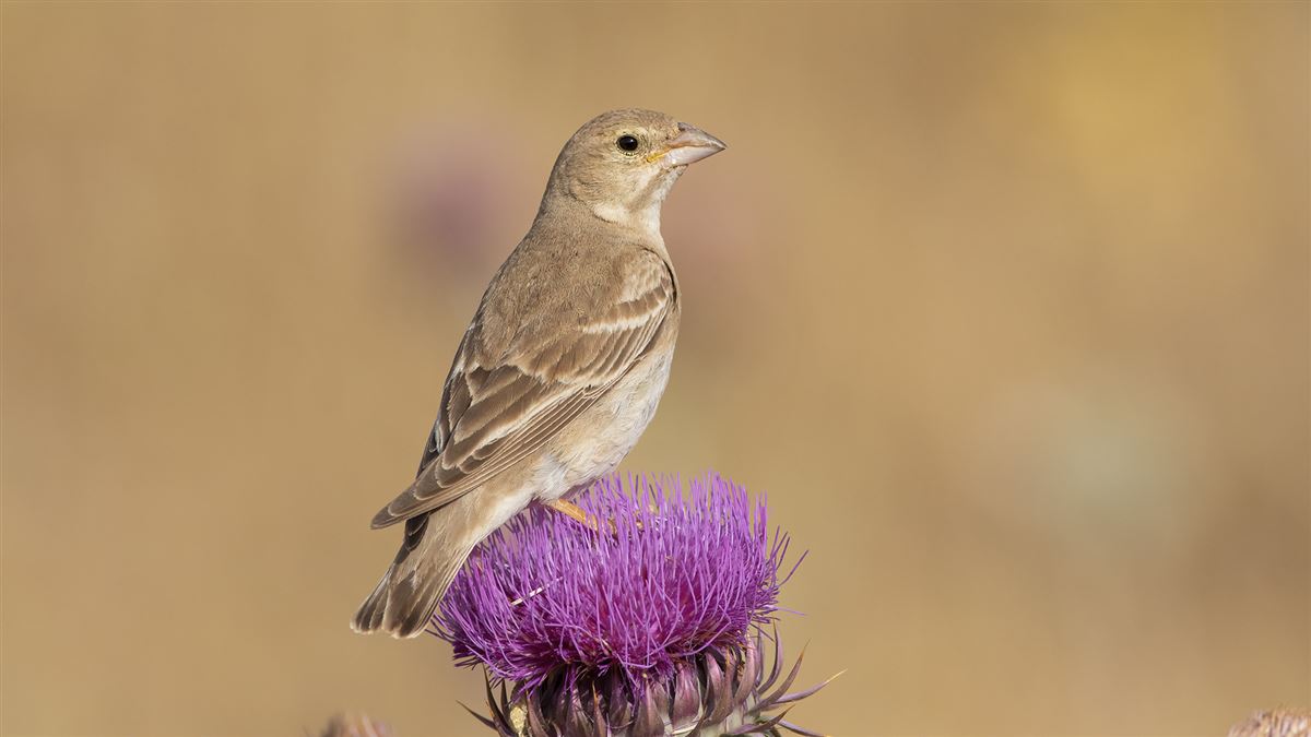 Pale Rockfinch
