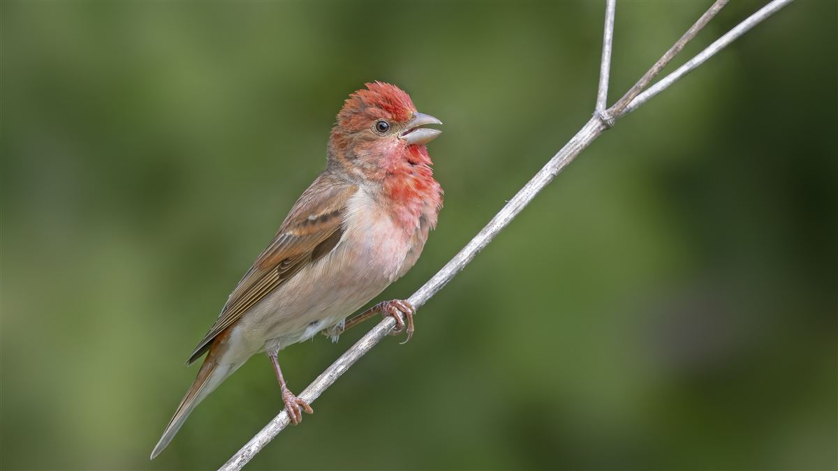 Common Rosefinch