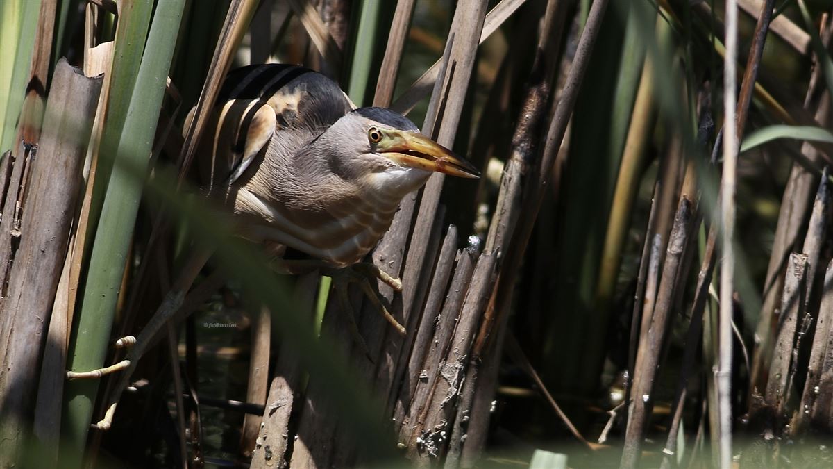Little Bittern