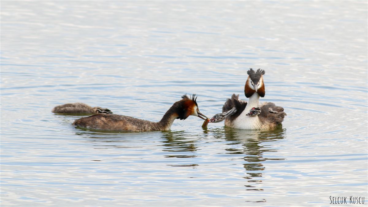 Great Crested Grebe