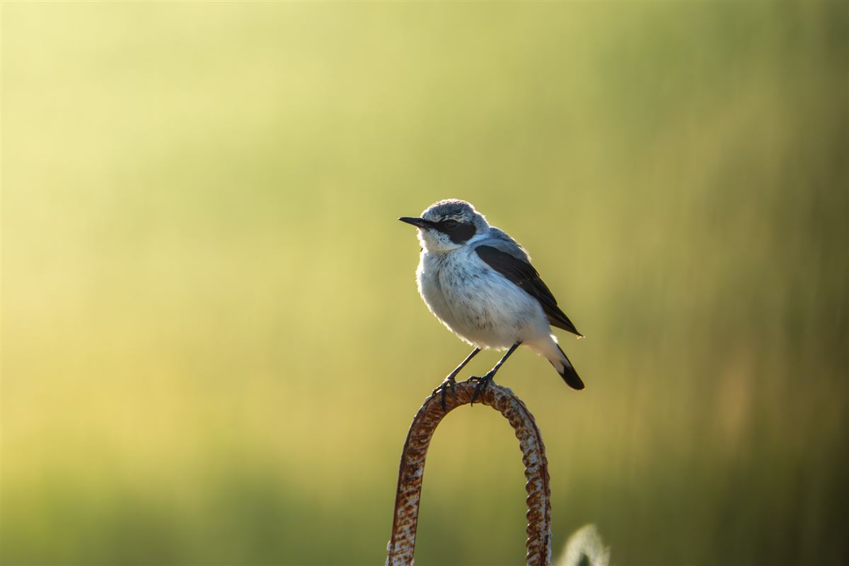 Northern Wheatear
