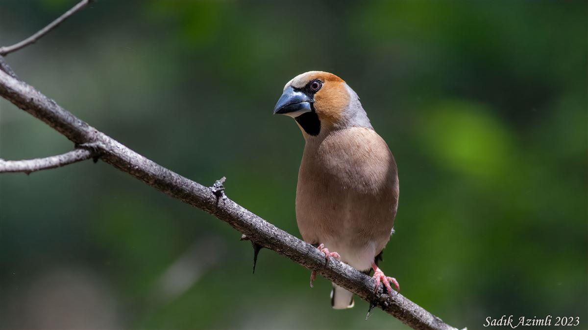 Hawfinch