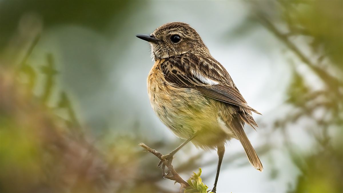 European Stonechat