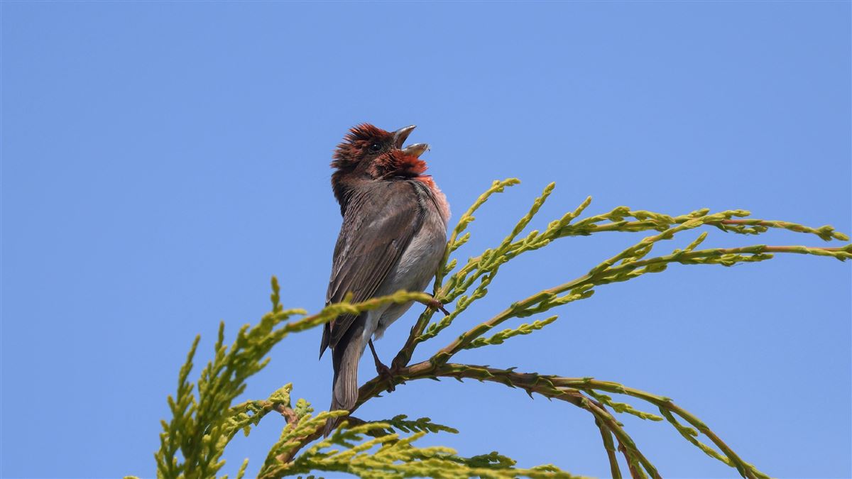 Common Rosefinch