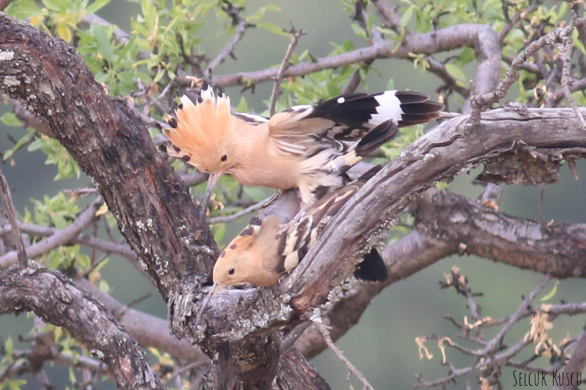 Common Hoopoe