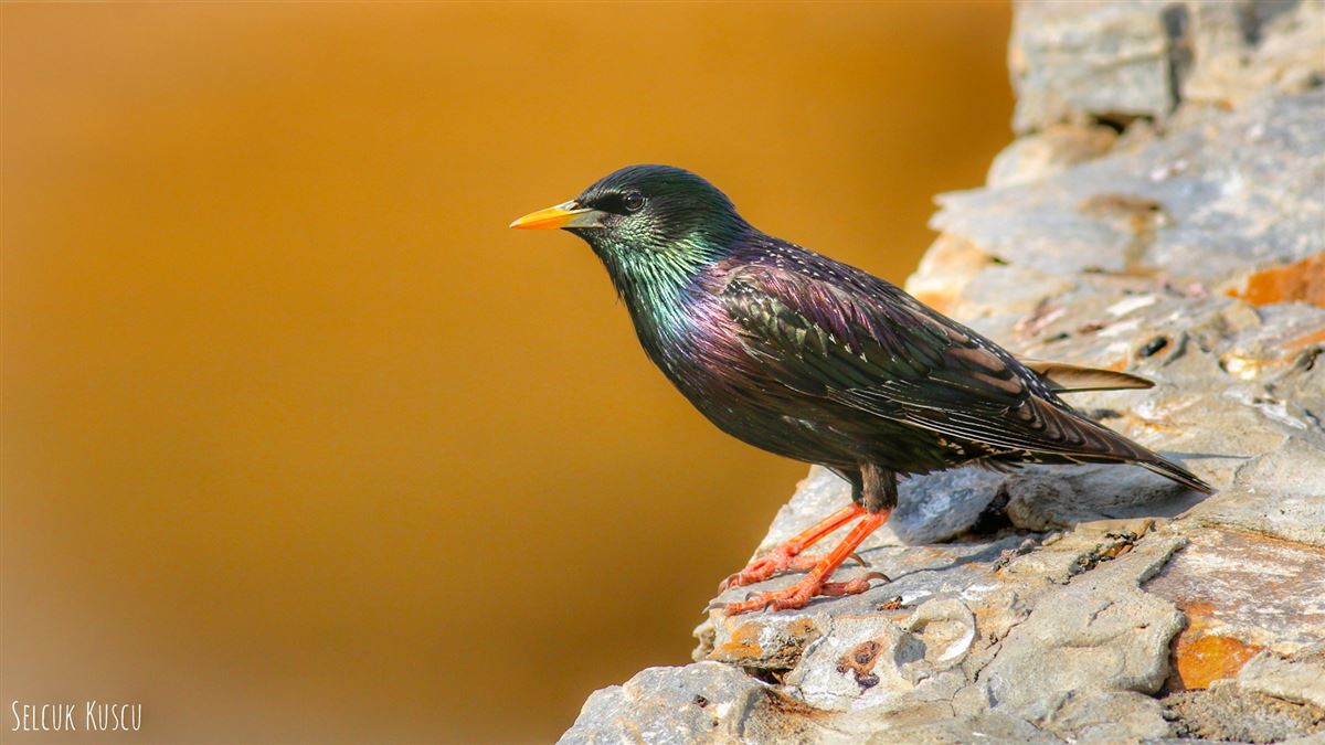 Common Starling