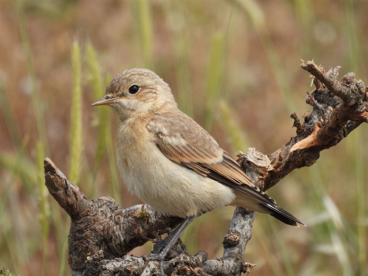 Isabelline Wheatear