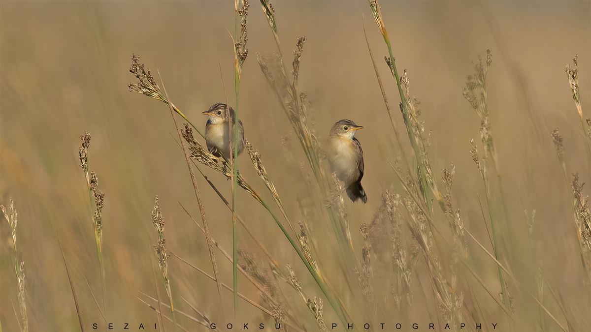 Zitting Cisticola