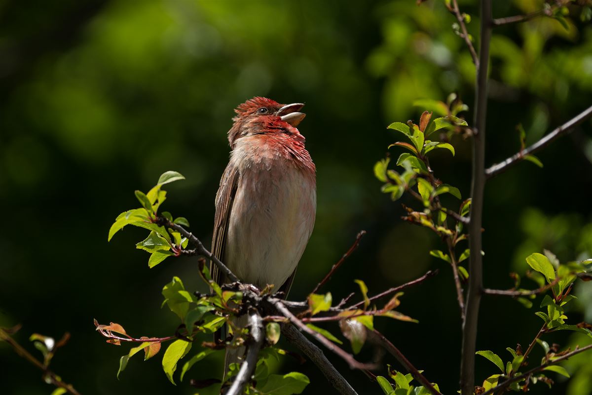 Common Rosefinch