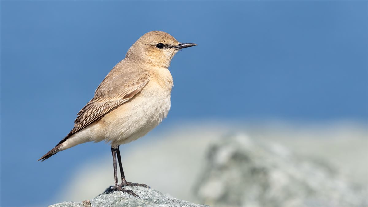 Isabelline Wheatear