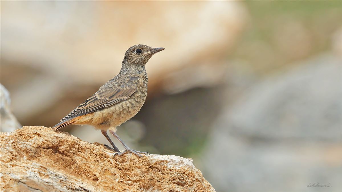 Common Rock Thrush