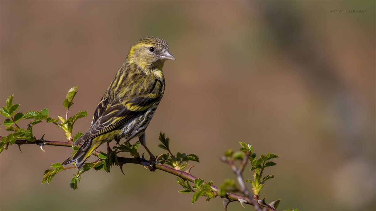 Eurasian Siskin
