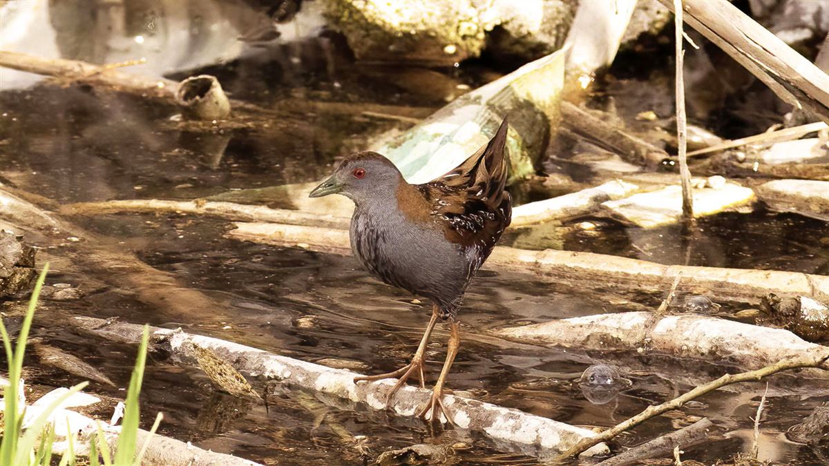 Baillon`s Crake