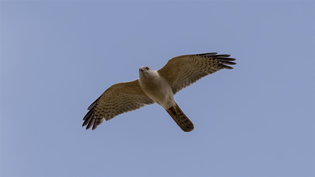 Shikra