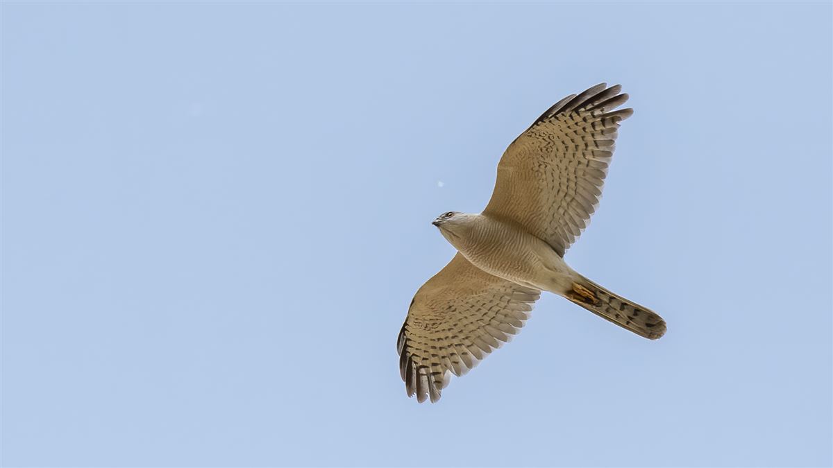 Shikra