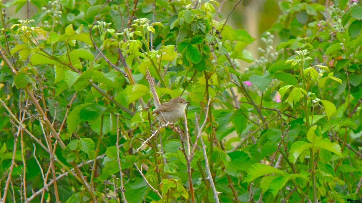Delicate Prinia