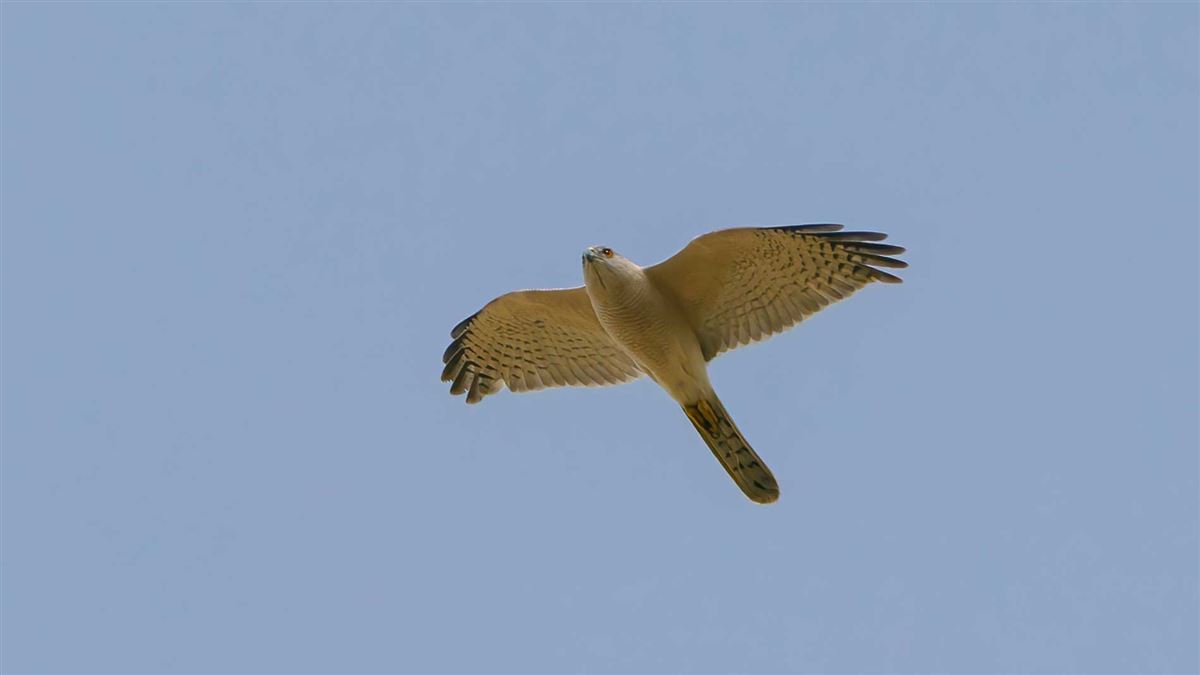 Shikra