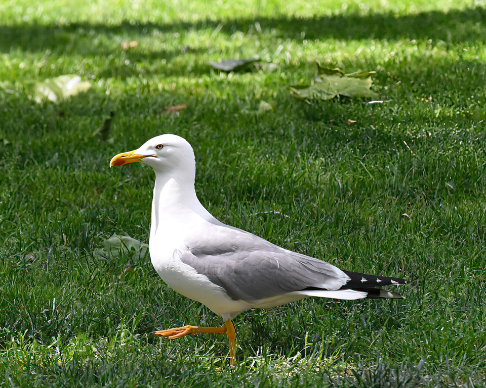 Yellow-legged Gull