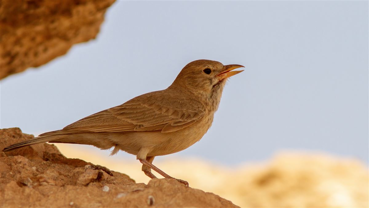 Desert Lark
