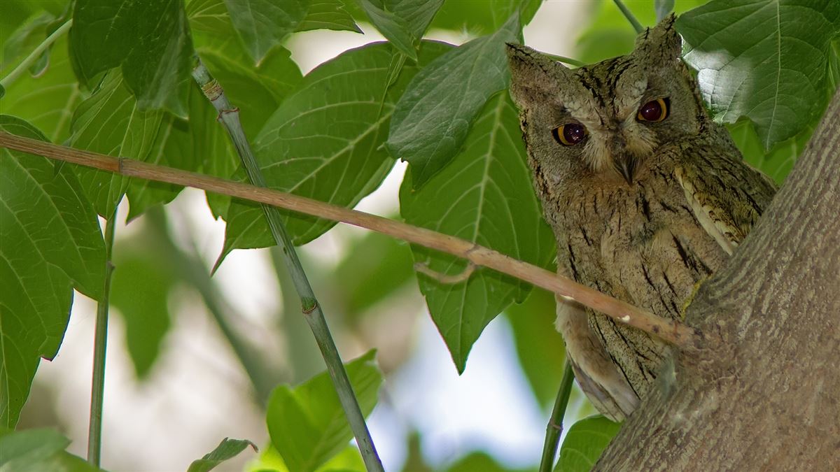 Pallid Scops Owl