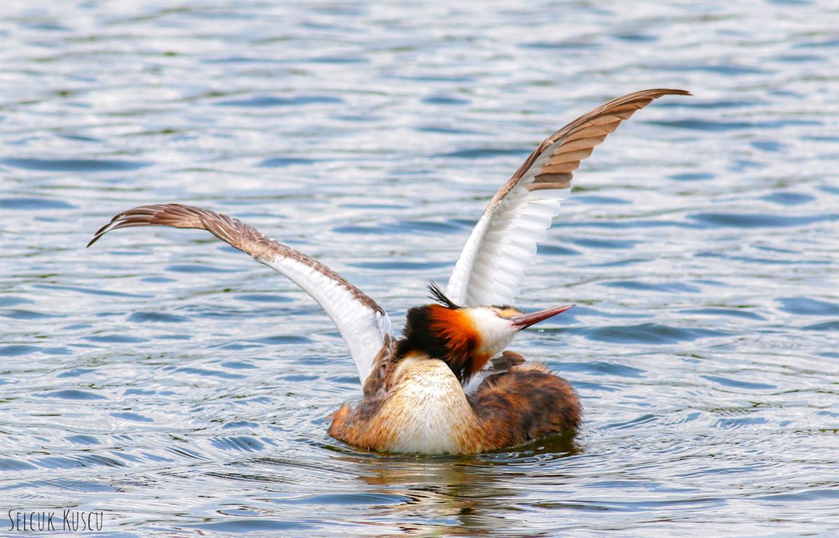Great Crested Grebe