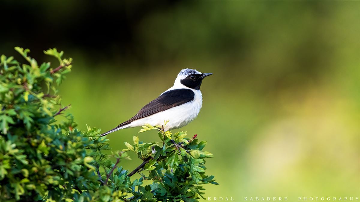 Black-eared Wheatear