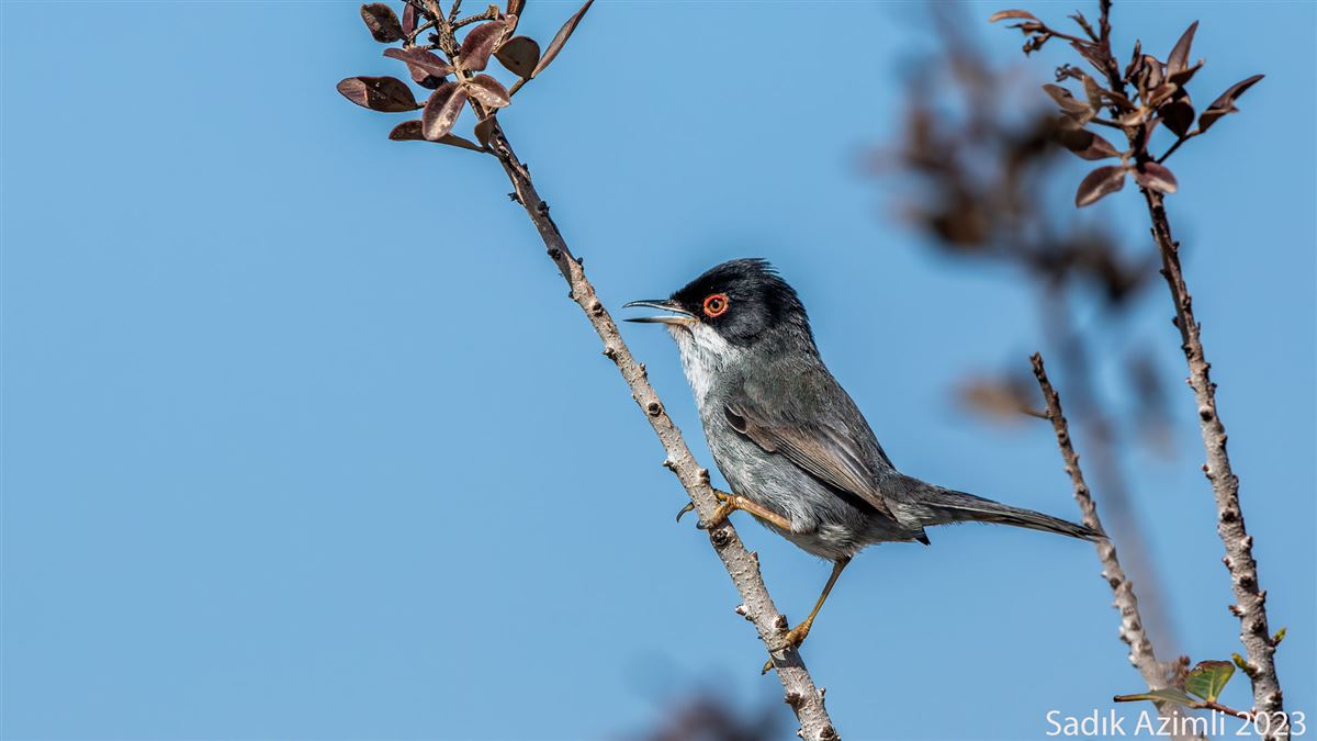 Sardinian Warbler