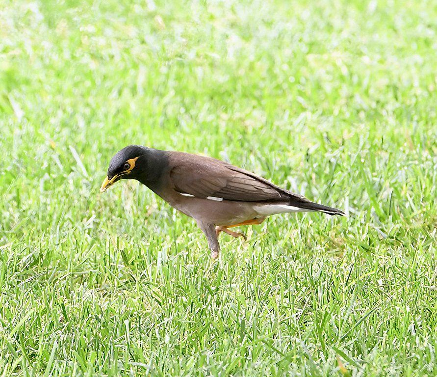 Common Myna
