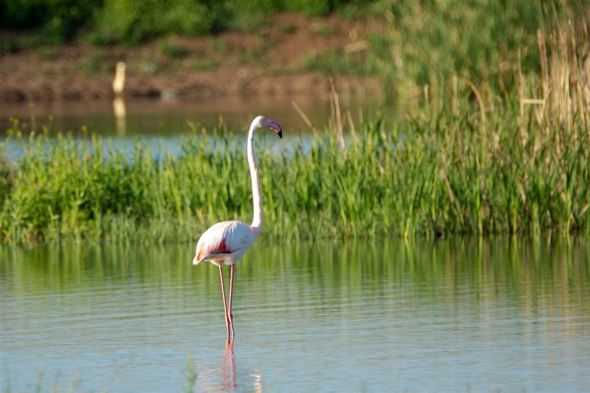 Greater Flamingo