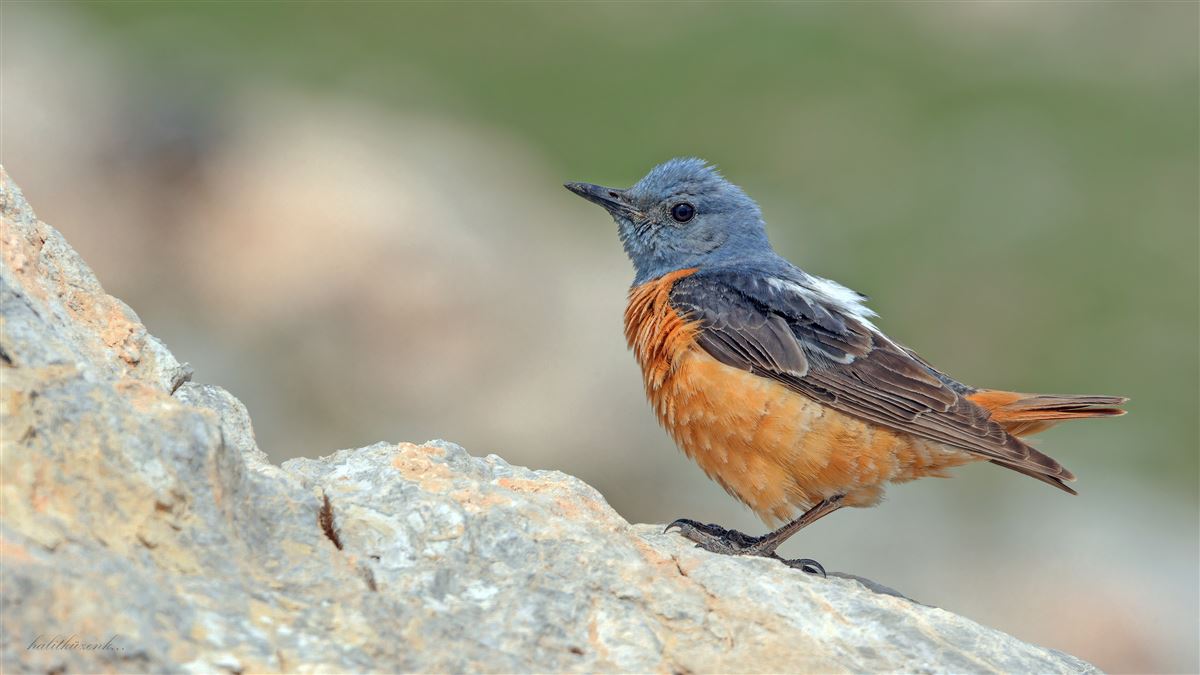 Common Rock Thrush