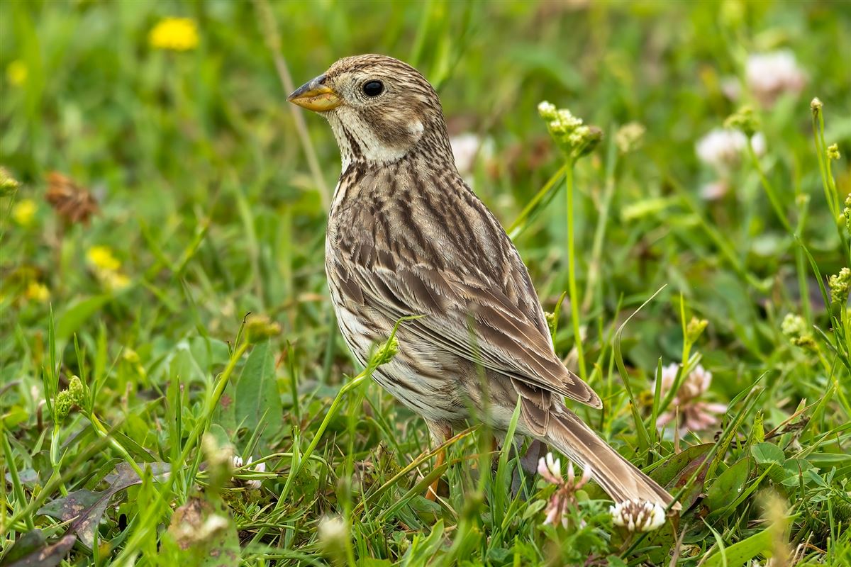 Corn Bunting