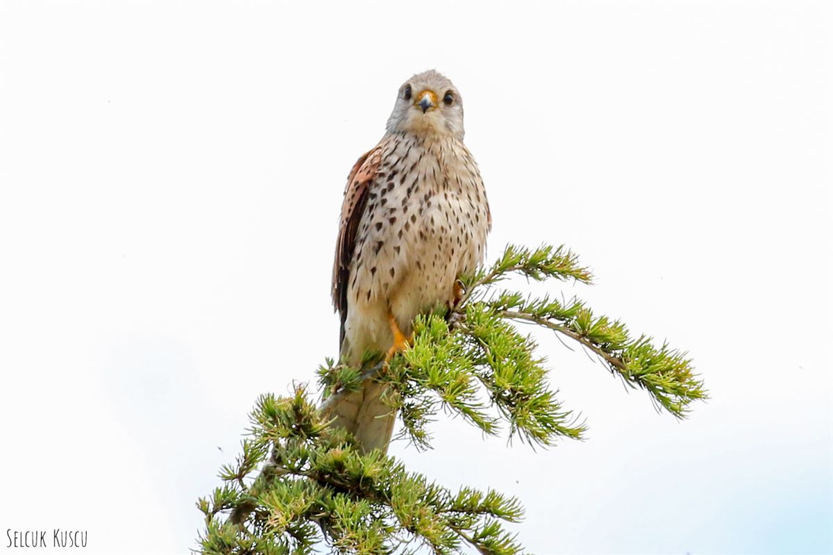 Common Kestrel