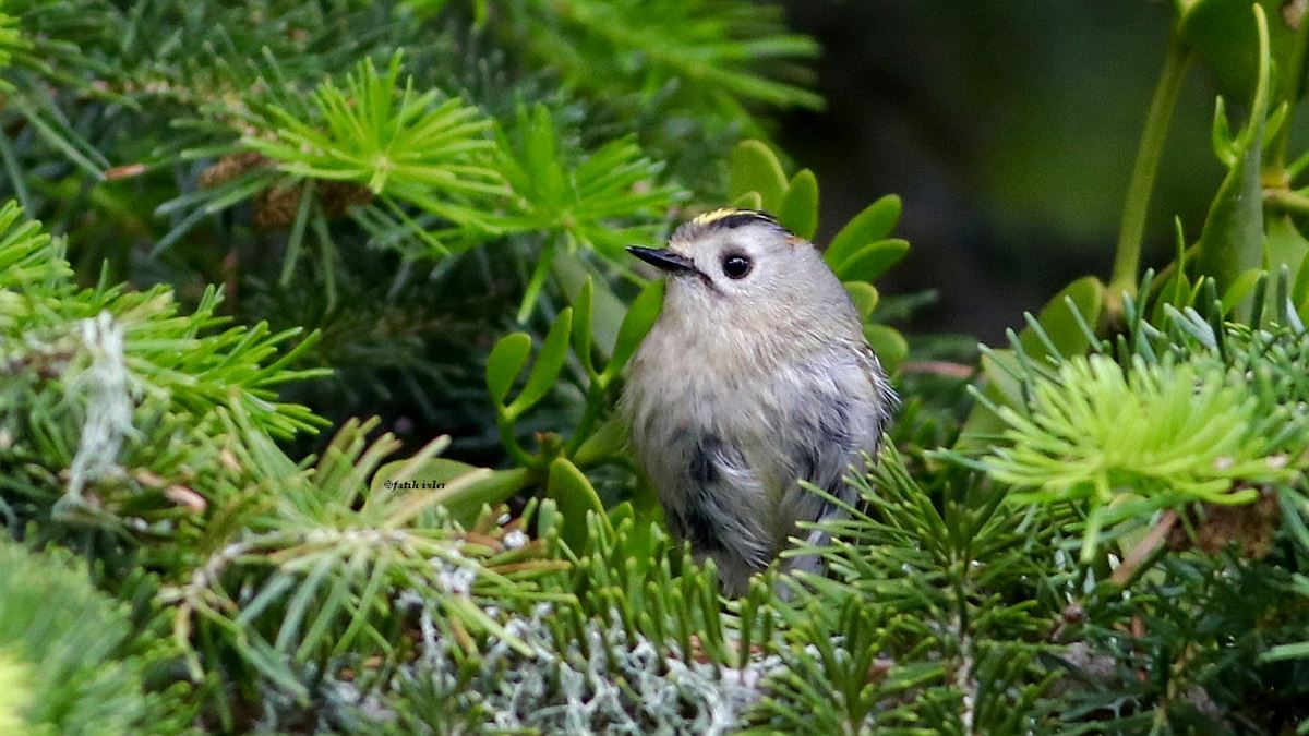 Goldcrest