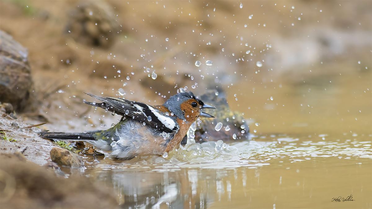 Eurasian Chaffinch