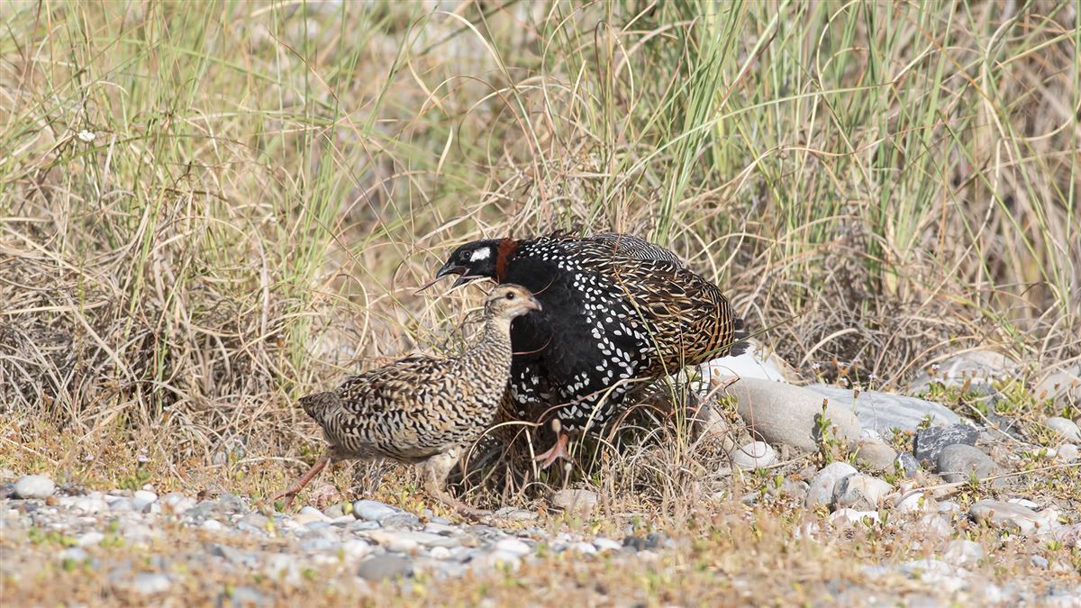 Black Francolin