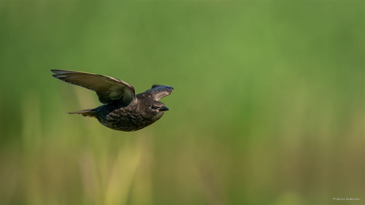 Common Starling