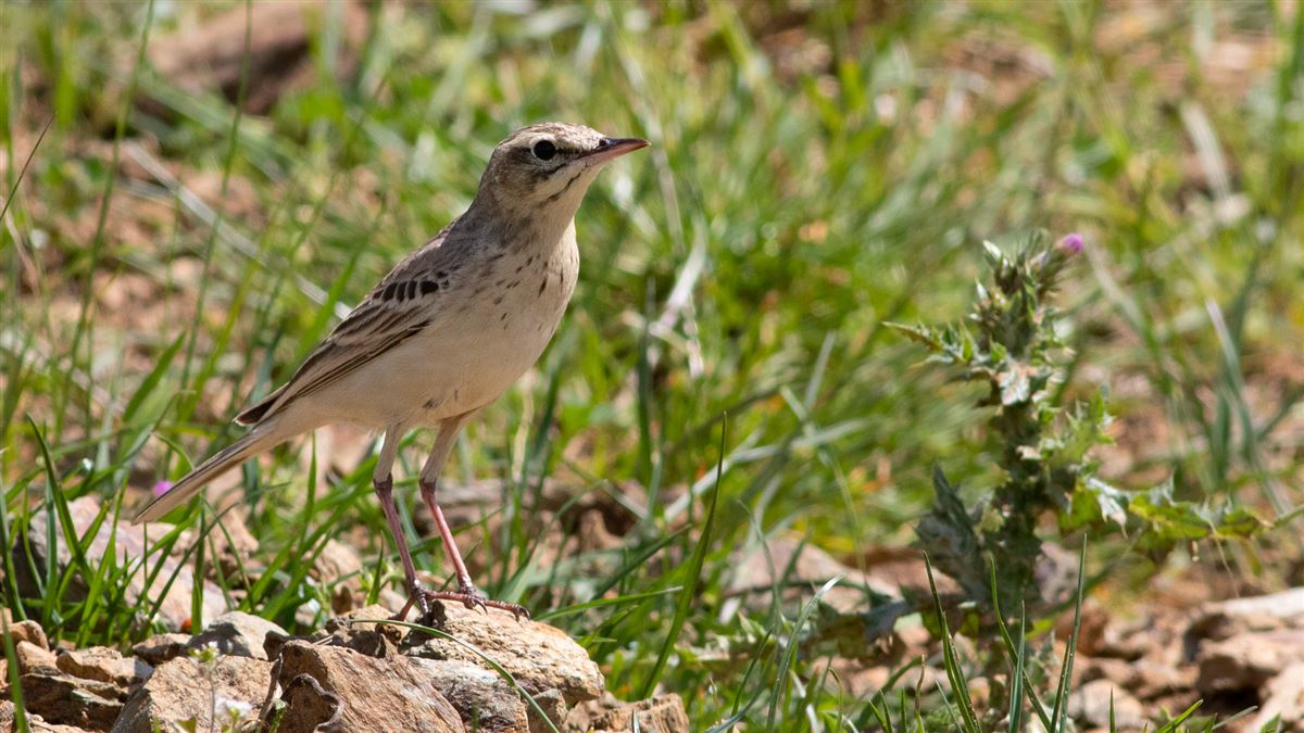 Tawny Pipit