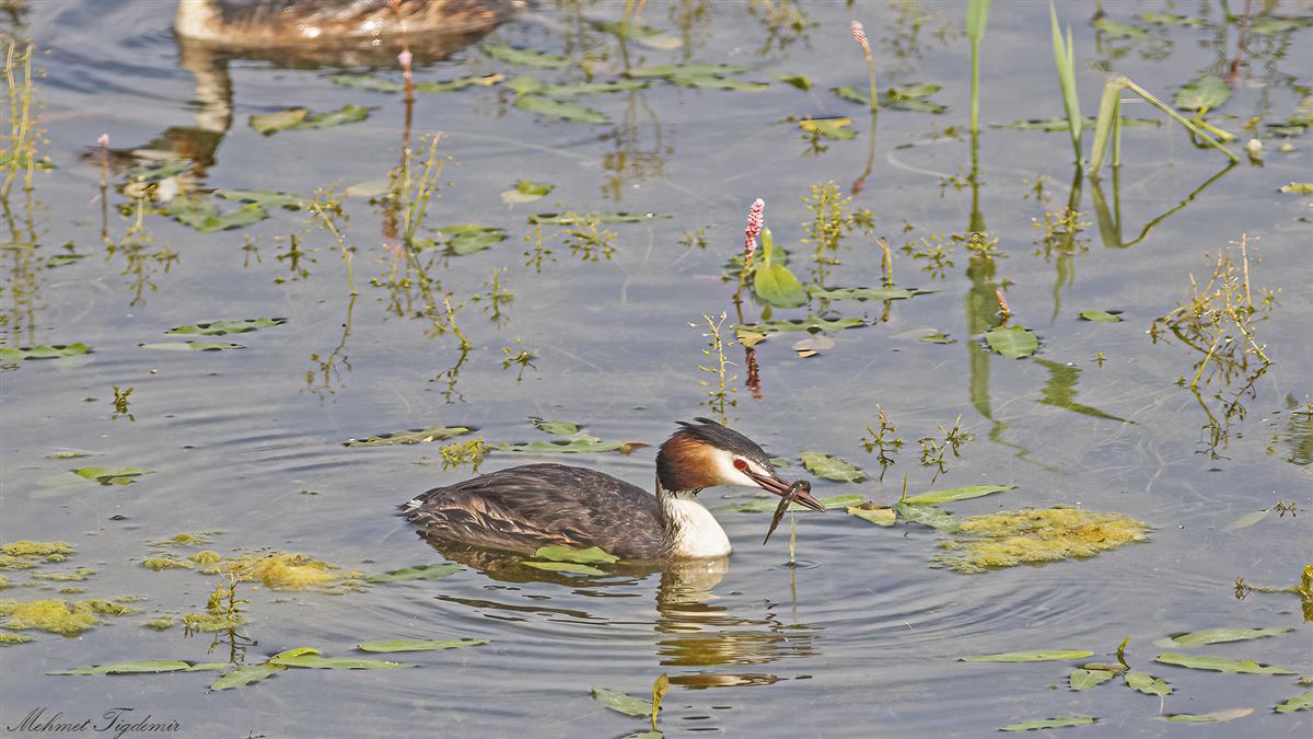 Great Crested Grebe