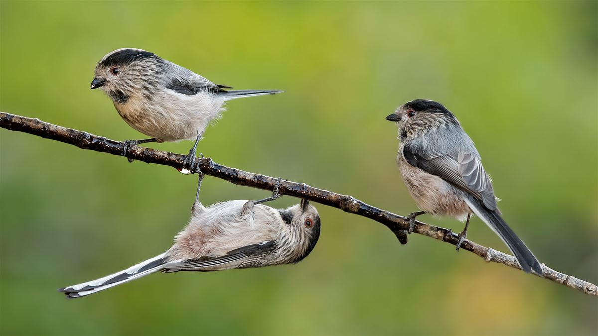 Long-tailed Tit