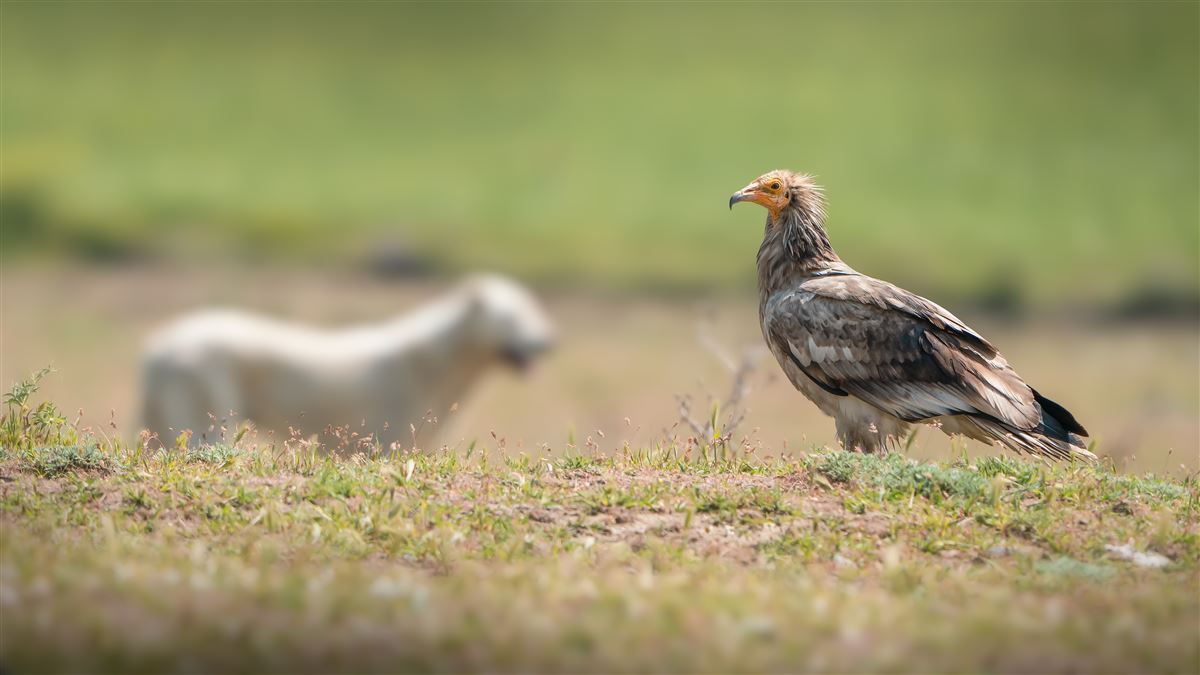 Egyptian Vulture