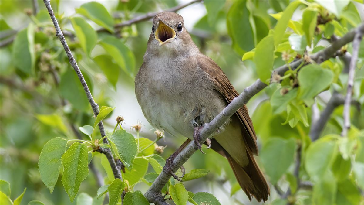 Common Nightingale