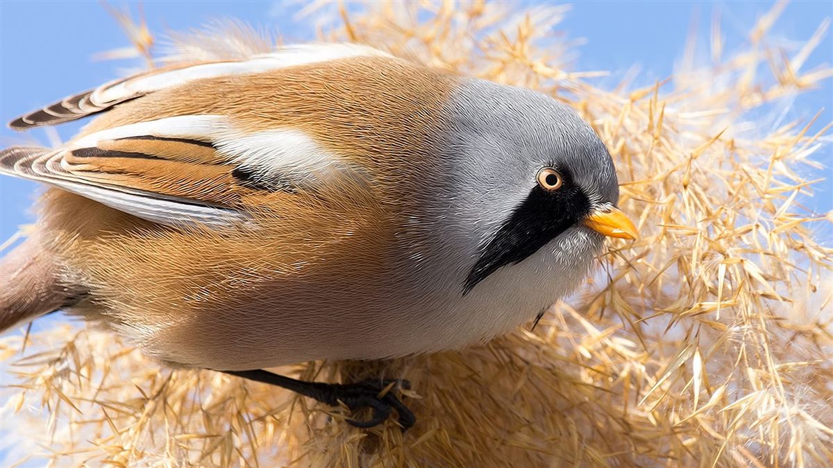 Bearded Reedling
