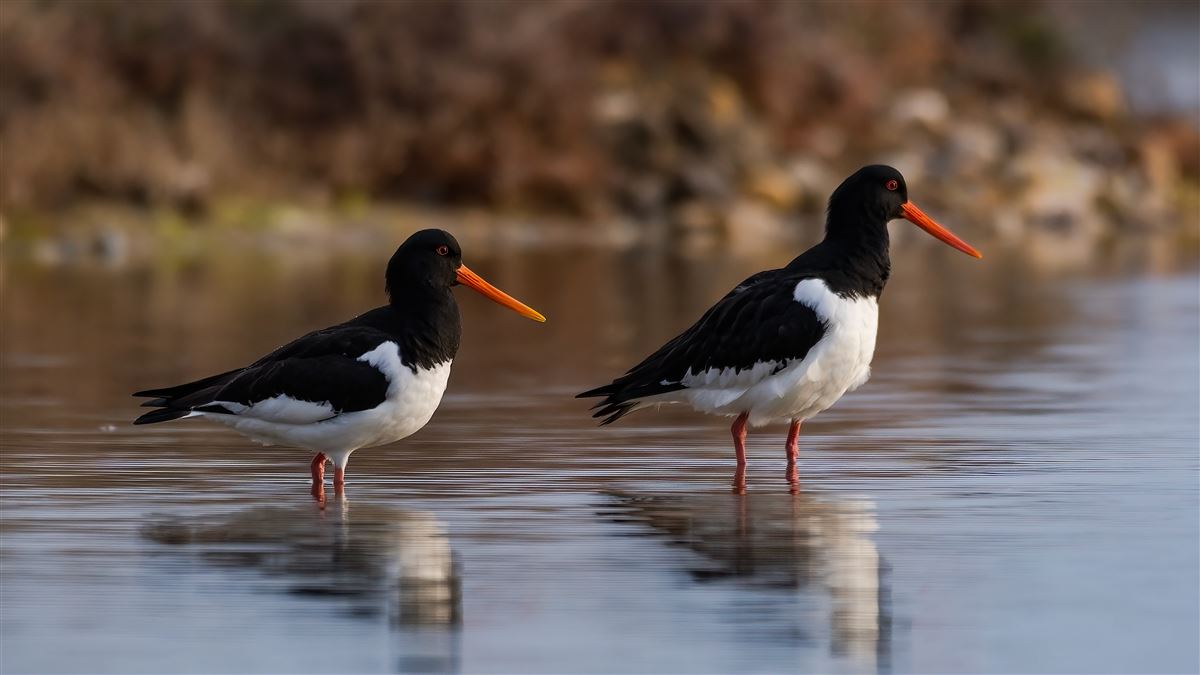Eurasian Oystercatcher