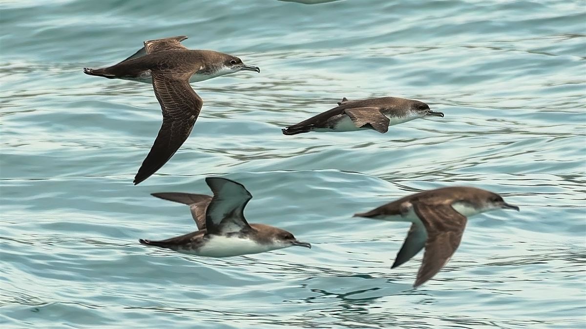 Yelkouan Shearwater